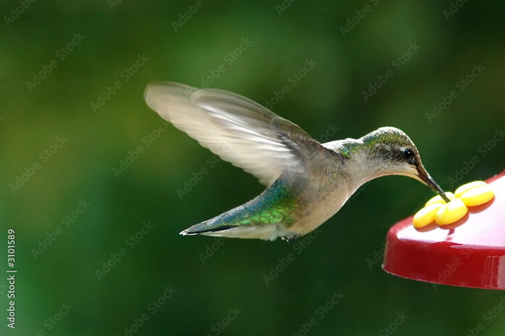 Fototapeta premium humming bird