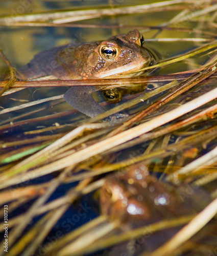 amphibian foreplay photo