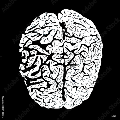cerveau