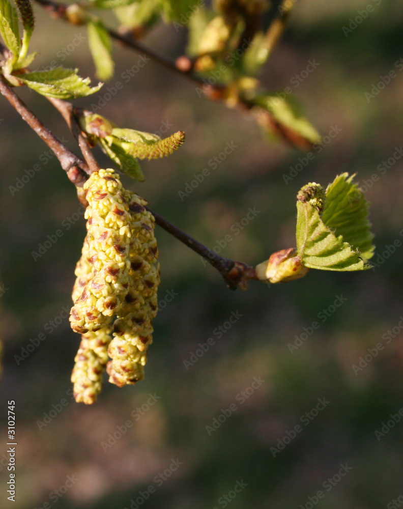 Obraz premium blossom
