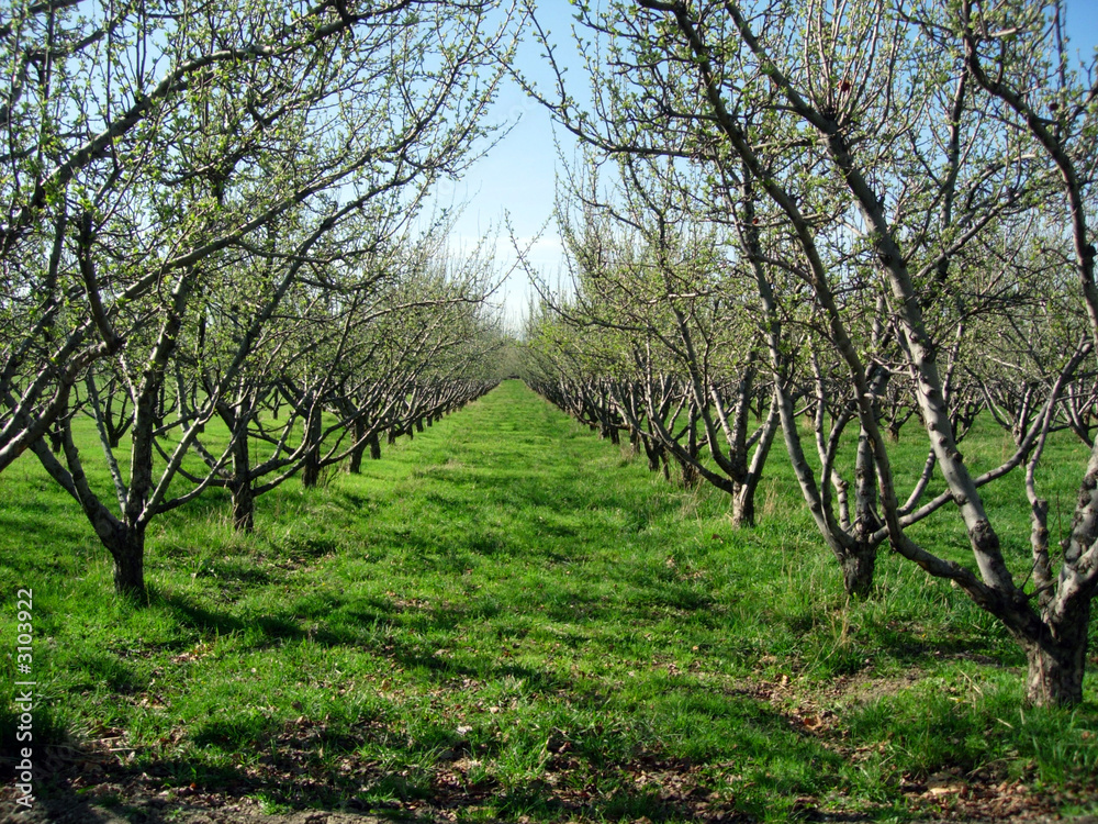 orchard