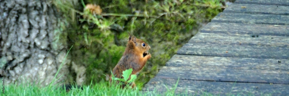 Obraz premium l'écureuil et le pont