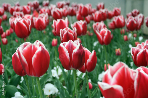 close-up tulips
