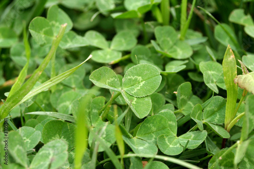 Wallpaper Mural clover Torontodigital.ca
