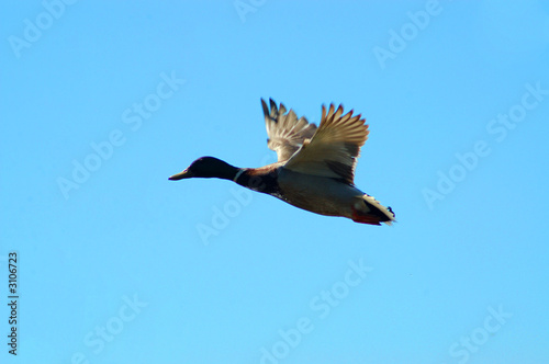 stockente im flug