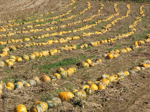 feldkürbis photo