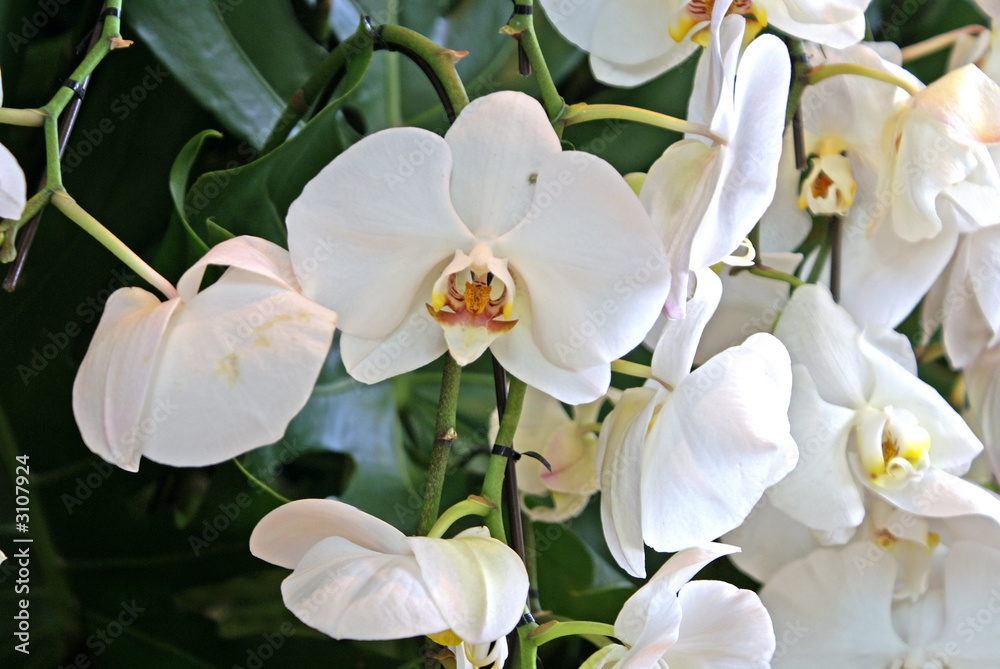 domestic white orchid domestic white orchid
