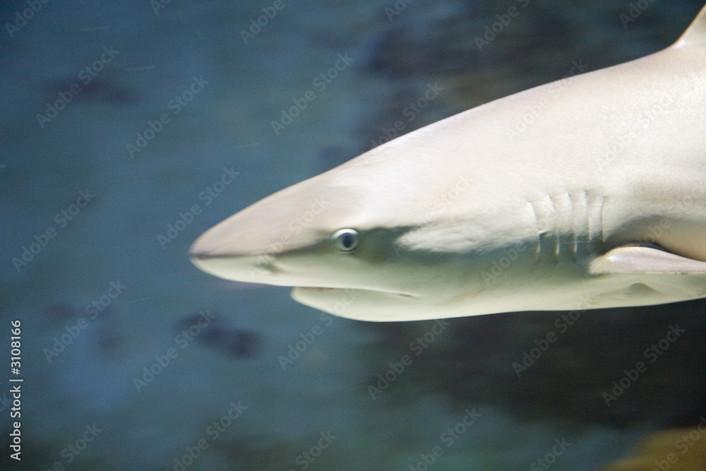 Naklejka premium hai