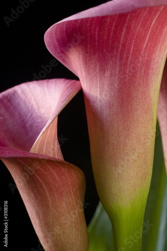 purple calla lily