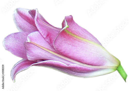 Fototapeta Naklejka Na Ścianę i Meble -  lilly in pink