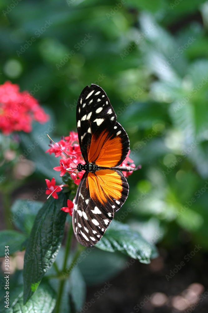 amazing butterfly close up amazing butterfly close up