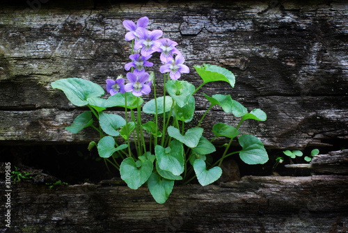 blue violets growing on a wall