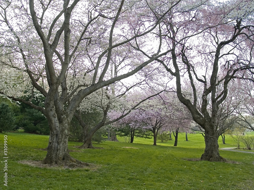 spring blooms spring blooms