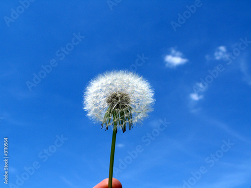 dandelion 1_9576