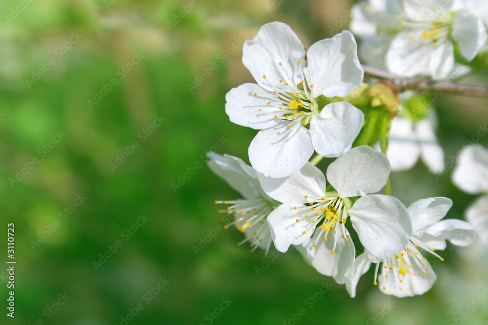 flowers of a cherry