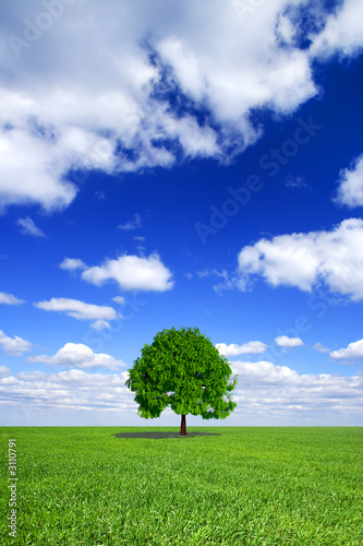 spring landscape - green field, the blue sky, whit