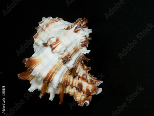 caracola coralifera