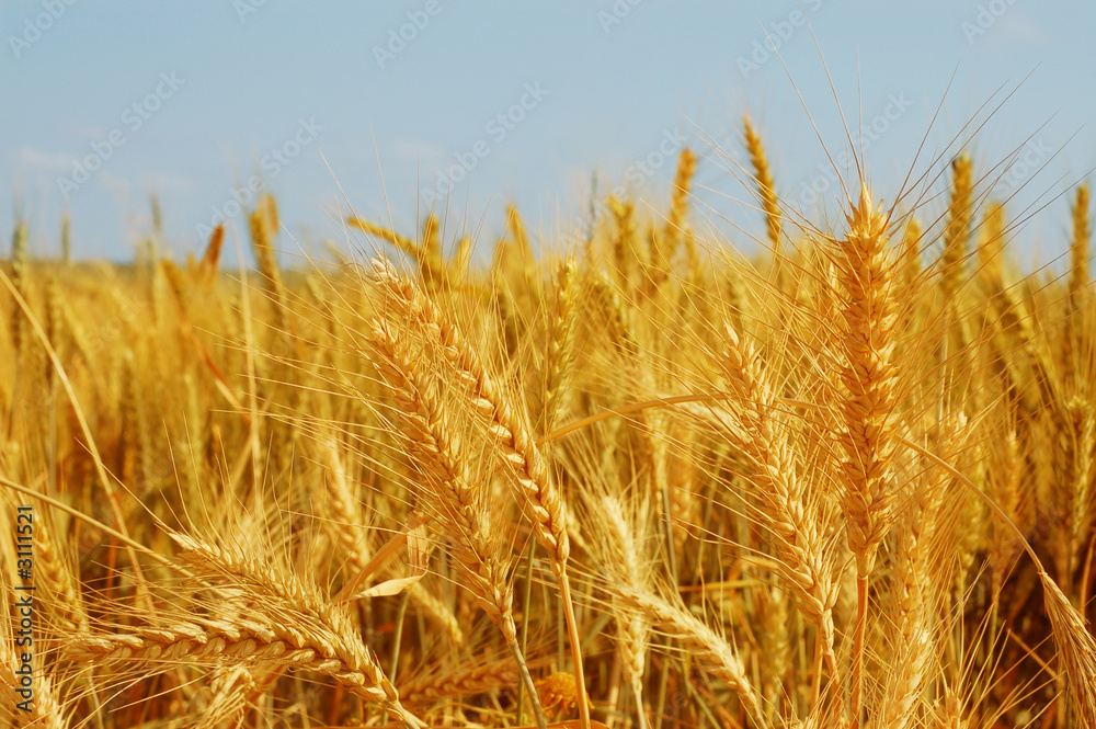 wheat