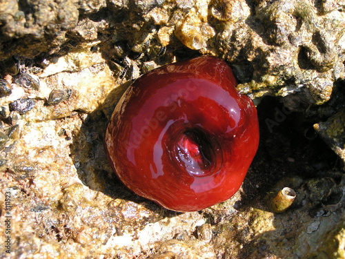 actinia equina photo