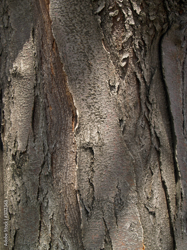 honey locust bark detail