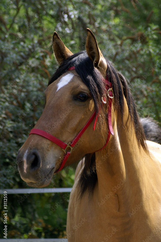 Obraz premium portrait de lusitanien