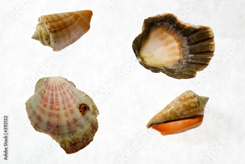 sea shell