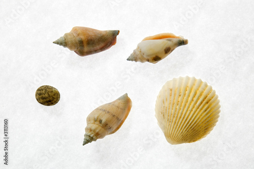 sea shell exotic