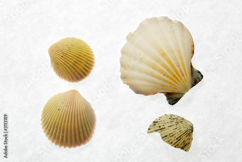 sea shell of sea