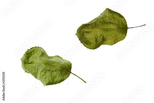 green tree