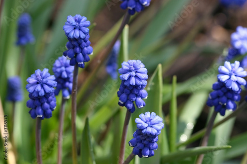 dark blue flowers