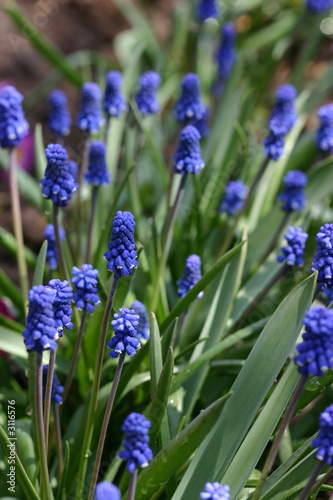 dark blue flowers