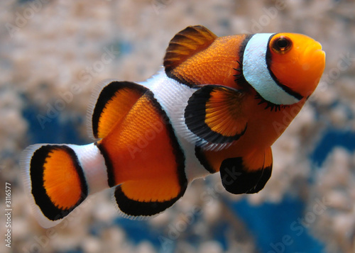 clownfish Fototapet