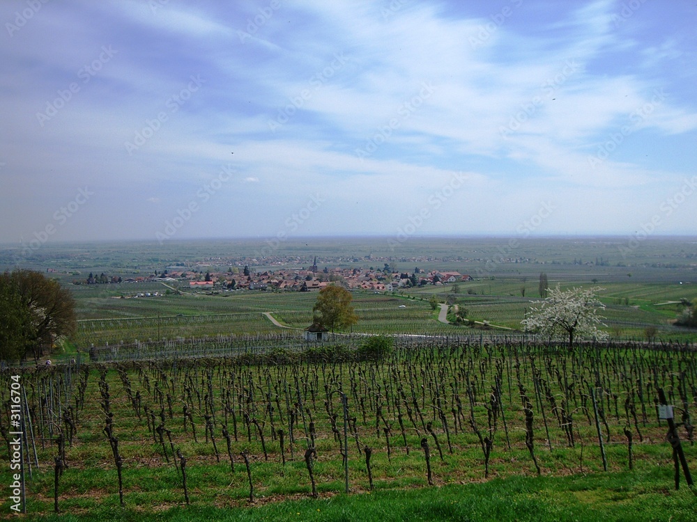 Fototapeta premium panorama pfalz