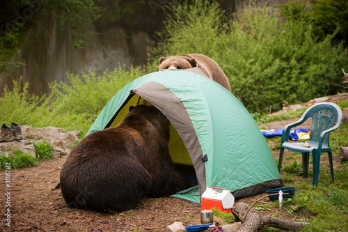 bear tent camp