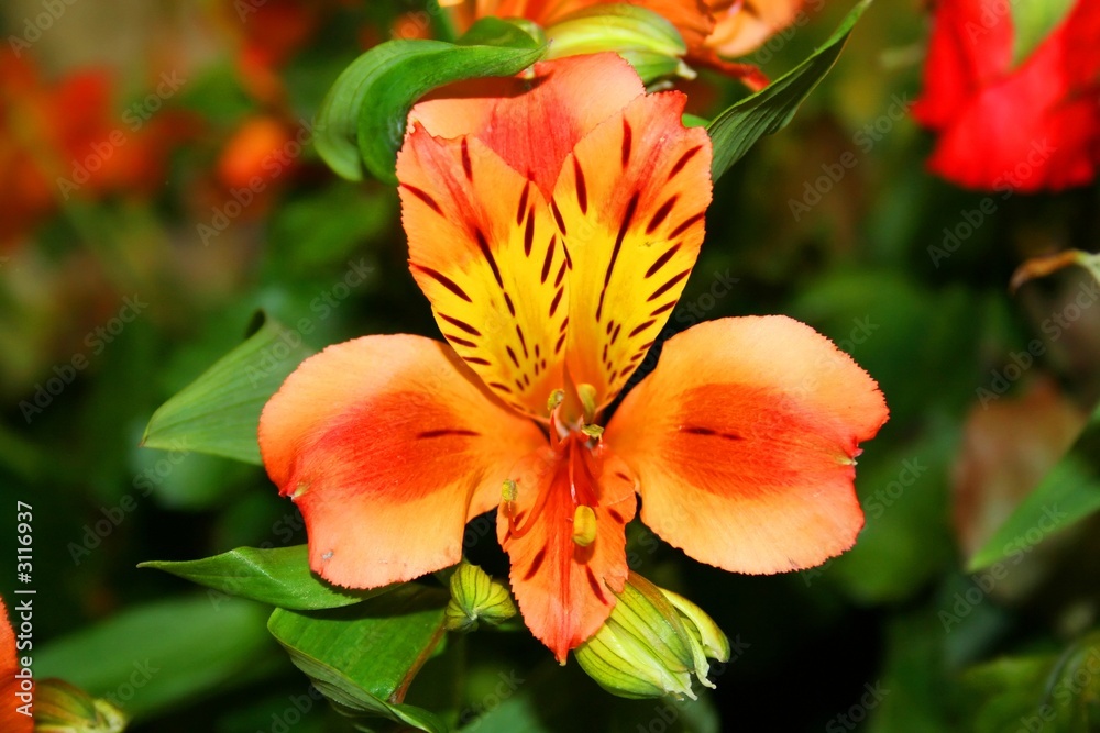 Fototapeta premium beautiful iris fowers