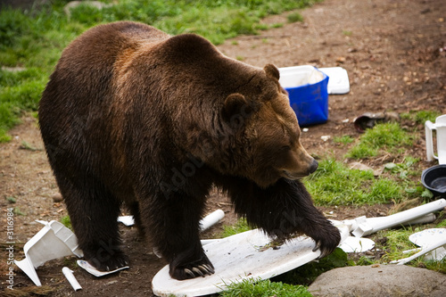 фотографія Grizzly Bear Camp