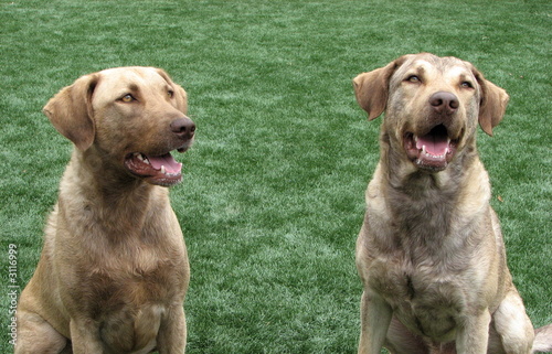 pair of brown dogs