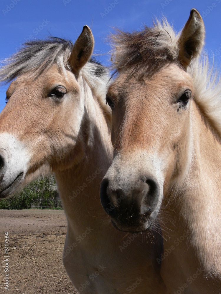 Obraz premium fjordpferde