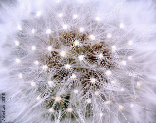 pusteblume erleuchtet