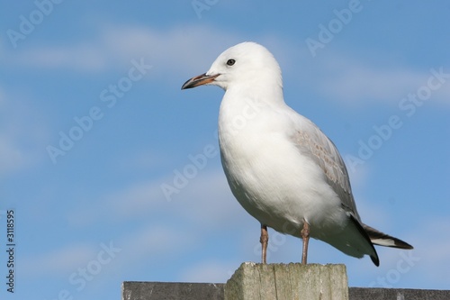 seagull sitting on post
