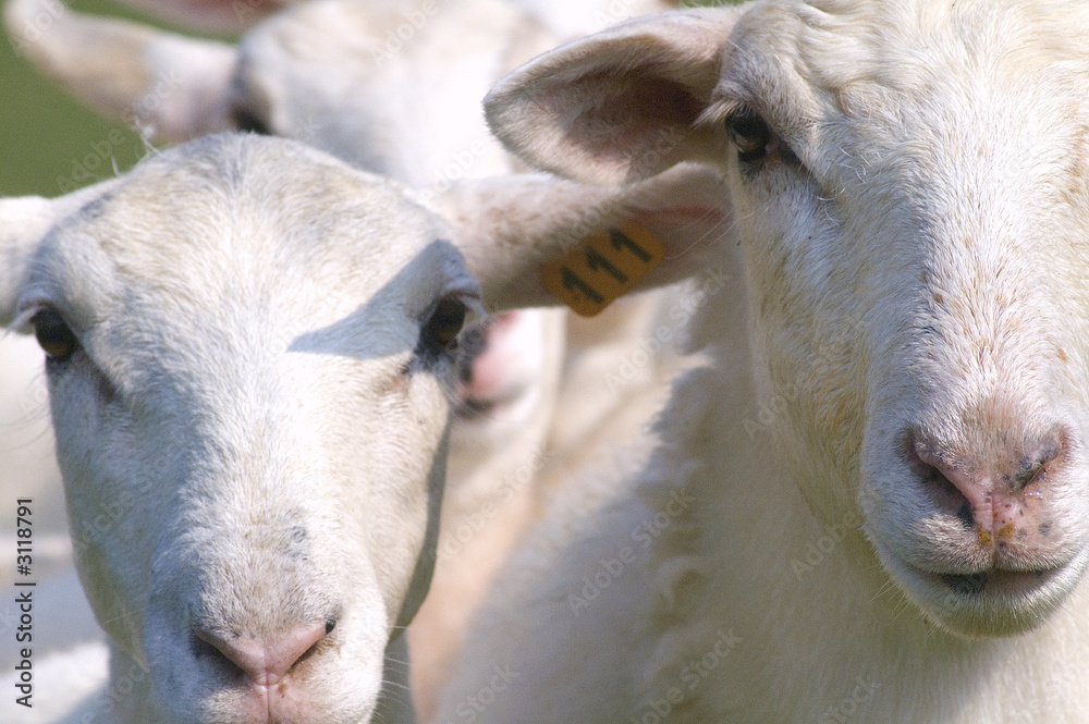 Obraz premium sheepish
