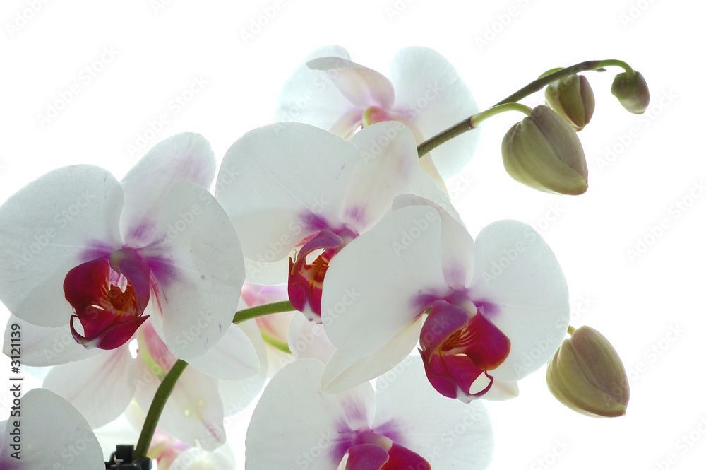 Obraz premium orchidée blanche et violette