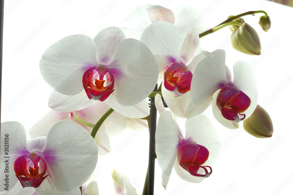 orchidée blanche et violette Stock Photo | Adobe Stock