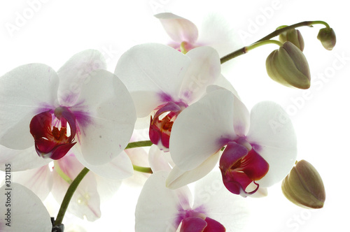 Fototapeta Naklejka Na Ścianę i Meble -  orchidée blanche et violette