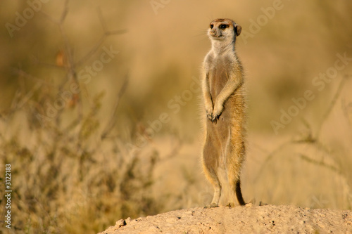 suricate (meerkat)