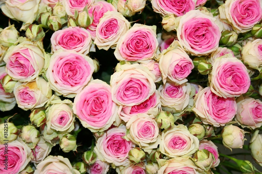 beautiful fowers beautiful fowers