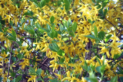 Fényképezés yellow flowers on the branches