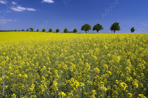 rapsfeld