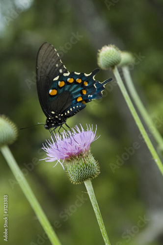 black butterfly on purple flower
