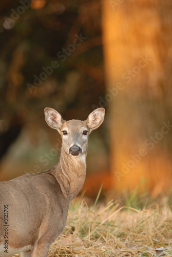 Fototapeta Naklejka Na Ścianę i Meble -  morning deer